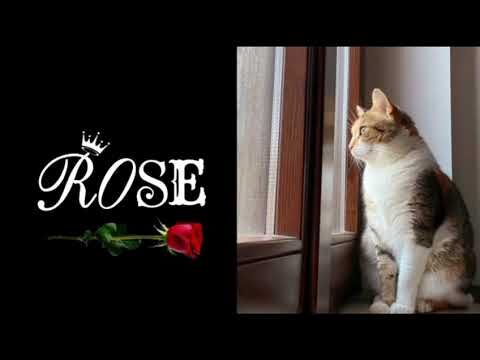 Ristorante Le Rose Sirolo: Un’esperienza culinaria indimenticabile