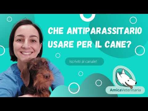 Nexgard: Efficacia e Sicurezza dell’Antiparassitario per Cani