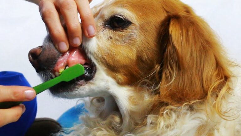 Efficacia del dentifricio spray per cani