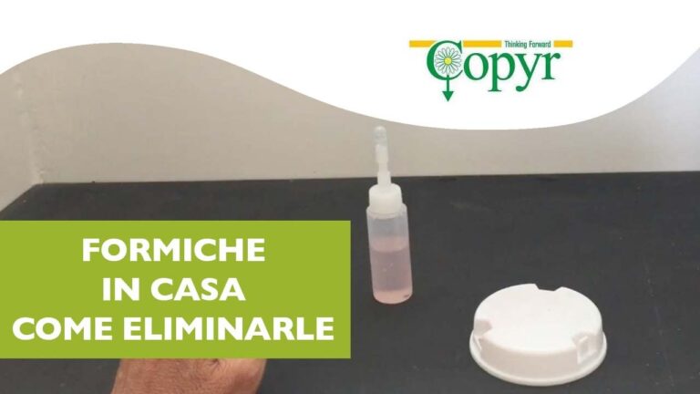 Le Formiche Non Attirano le Esche: Soluzioni Efficaci