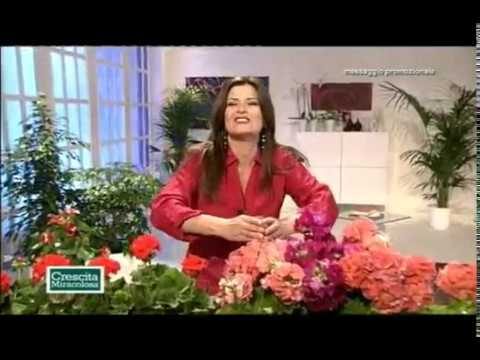 Concime Crescita Miracolosa: Opinioni e Risultati