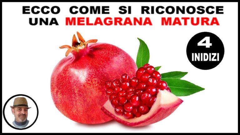 Quando Maturano i Melograni: Guida alla Raccolta Perfetta