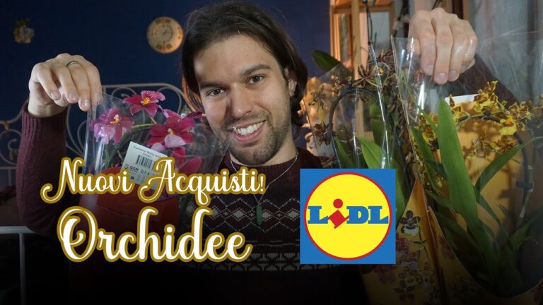 Orchidee in Offerta da Lidl: Scopri le Occasioni Imperdibili