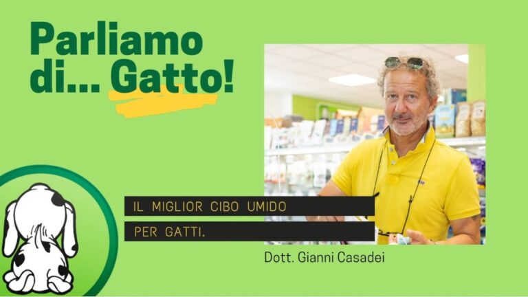 Le Migliori Scatolette per Gatti