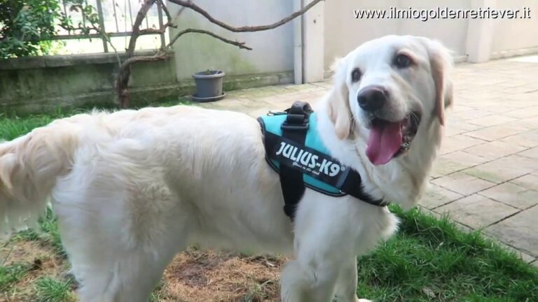Pettorina Julius K9 FA Male: Comfort e Sicurezza per il Tuo Cane