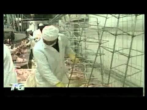 Il Fascino delle Api Selvatiche: Vita e Ruolo delle Polli del Campo