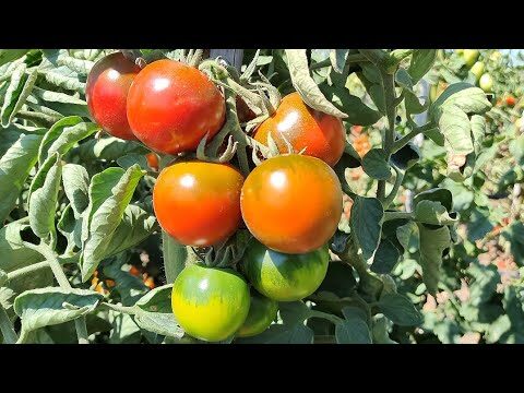 Pomodoro Camona Sardo: Tradizione e Innovazione nella Cucina Italiana