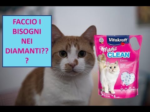 Petup Gattiera: Soluzione Innovativa per Gatti Felici