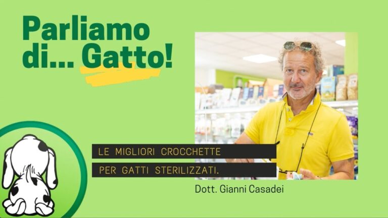 Crocchette Gatto Economiche: Qualità e Risparmio per il Tuo Fedele Compagno