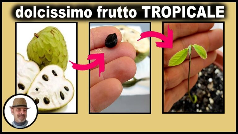 Il Dolcissimo Frutto Tropicale: Un Viaggio nei Sapori Esotici
