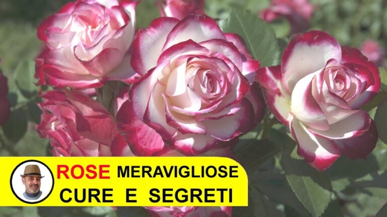 Troppa Acqua alle Rose: Guida alla Giusta Irrigazione