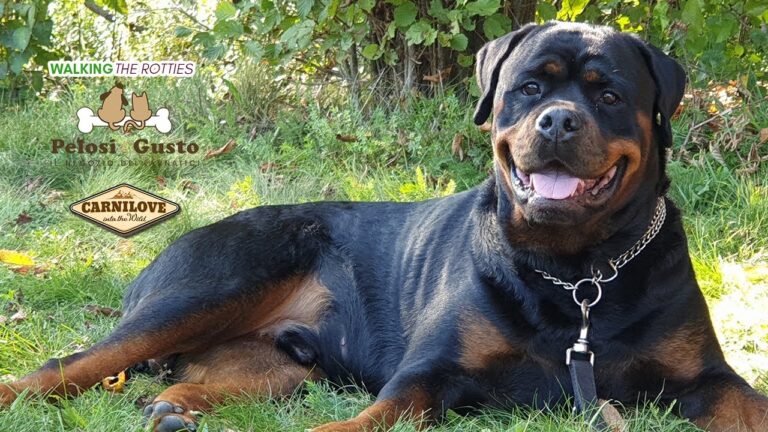 I Biscotti Purina per Cani: Delizia e Nutrizione in Ogni Morso