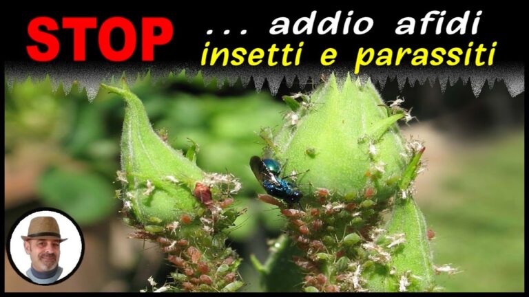 Recensioni su Stop Insetticida: Efficacia e Opinioni