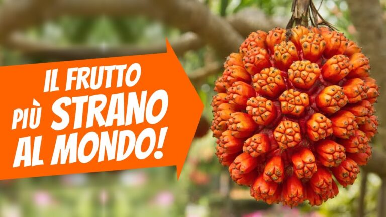 I Frutti più Aspri: Scopri i Benefici e gli Usi