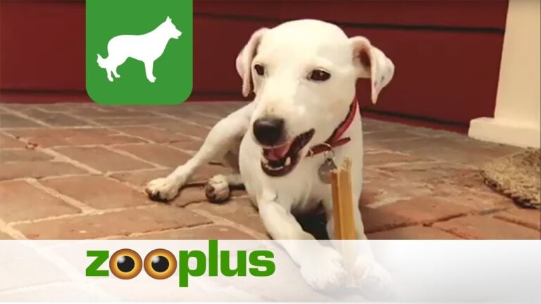 Dentastix per Cuccioli: Salute e Igiene Dentale Fatta Facile