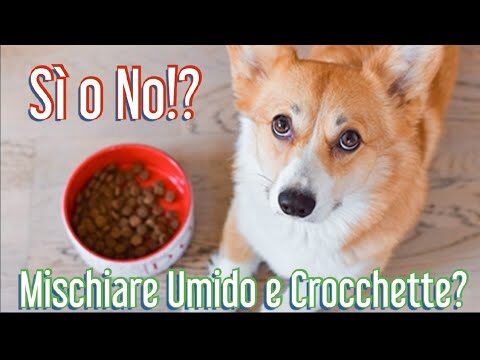 Scatolette Almo Nature per Cani: Nutrizione e Gusto Ideale