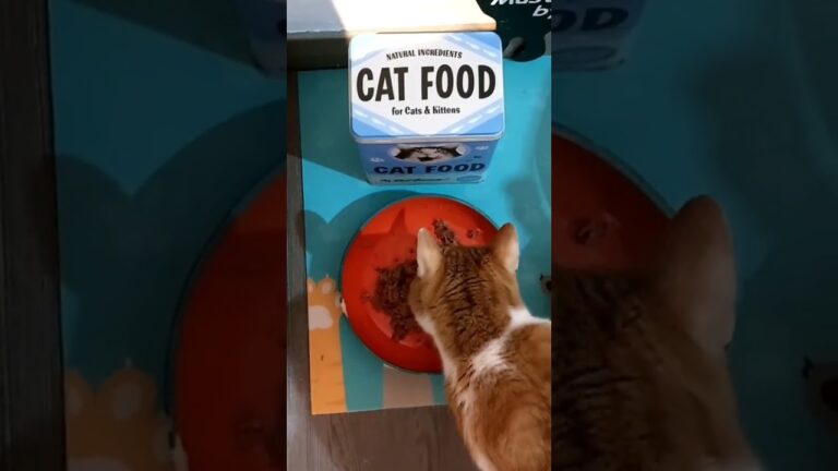 Recensioni sul Cibo Umido per Gatti: Guida Completa
