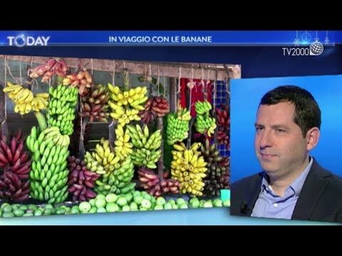 Origine delle Banane Chiquita: Scopri da Dove Provengono